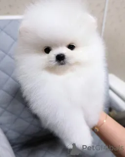 Фото №2 к объявлению №165150 о продаже померанского шпица - купить в Швеции частное объявление