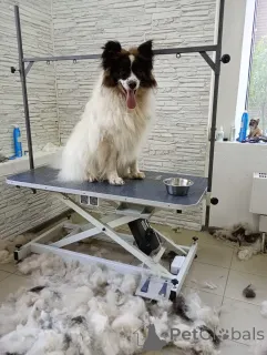 Фото №2 к объявлению №148665 о продаже  - купить в России из приюта