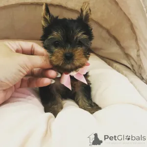 Дополнительные фото: Очаровательные щенки на продажу