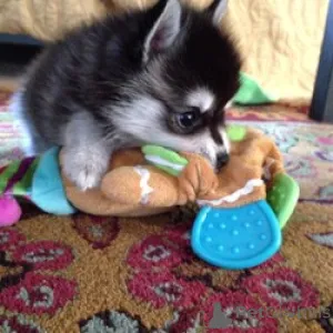 Фото №3. ghАляскинский кли-кай щенки готовы к работе.  США