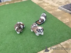 Фото №1. ши-тцу - купить в Амберг за 37107₽. Объявление №149036