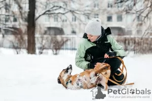 Дополнительные фото: Коротколапочка Тыковка ищет дом!