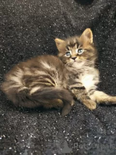 Фото №3. Fantastic Tiger Maine Coon. Украина