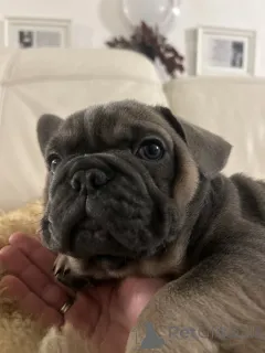 Дополнительные фото: Эксклюзив! Щенки французского бульдога.