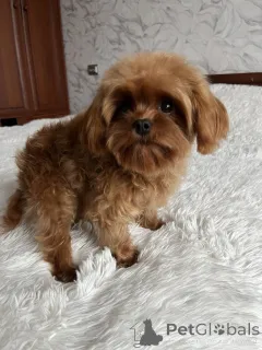 Фото №2 к объявлению №157860 о продаже мальтипу - купить в Украине частное объявление, из питомника, заводчик