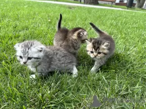 Дополнительные фото: Шотландские котята - Scottish fold и Scottish straight