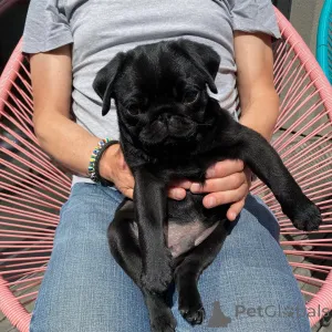 Фото №3. Lilly yra tikrai neįtikėtinas mopsas. рашиките мужчина WhatsApp 44 7453 907158.  Литва