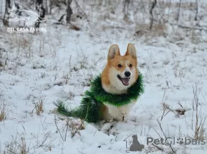 Фото №3. ОДИН НА МИЛЛИОН. ШИКАРНЫЙ ПОДРОСТОК ВЕЛЬШ КОРГИ ПЕМБРОКРедактирова.  Украина