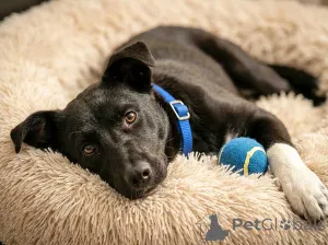 Дополнительные фото: Три щенячьх сердца ищут добрых хозяев