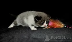 Дополнительные фото: Scottish Fold