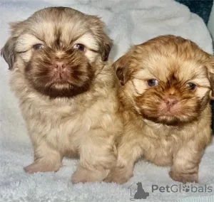 Фото №1.  - купить в Cölbe за 32468₽. Объявление №154945