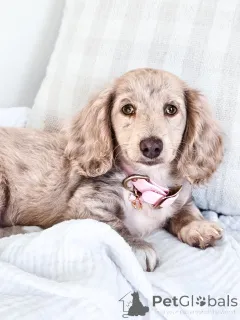 Фото №2 к объявлению №144656 о продаже таксу - купить в Германии заводчик