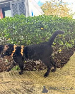 Фото №1. бенгальская - купить в Seinäjoki за 69575₽. Объявление №152947