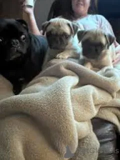 Фото №1. мопс - купить в Мадрид за 64937₽. Объявление №166006