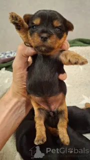 Дополнительные фото: Миниатюрные Йорки.