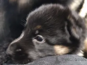 Фото №1. волчья собака сарлоса - купить в Таллине за 18553₽. Объявление №164937