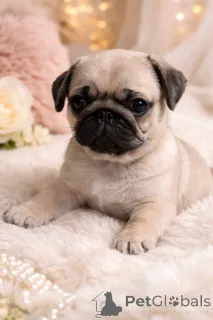 Фото №3. Шикарный красавчик!.  Украина