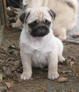 Фото №1. мопс - купить в Праге за договорная. Объявление №166346