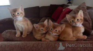 Фото №1. абиссинская - купить в Аугсбург за 69575₽. Объявление №160442