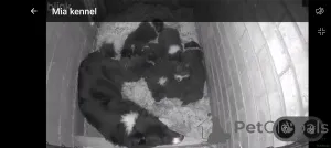 Фото №1. бордер-колли - купить в Heless-Zolder за договорная. Объявление №166943