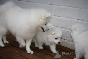 Дополнительные фото: Щенки японского шпица