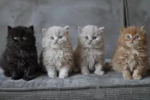 Фото №1. британская длинношёрстная - купить в Вена за 64937₽. Объявление №163382