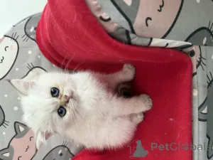 Фото №4. Продам экзотическую в Скребок  - цена 48482₽