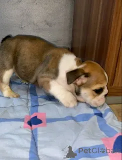 Дополнительные фото: Продаются красивые щенки английского бульдога.