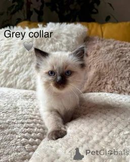 Фото №3. Purebred Ragdoll Kittens доступны для усыновления.. Ирландия