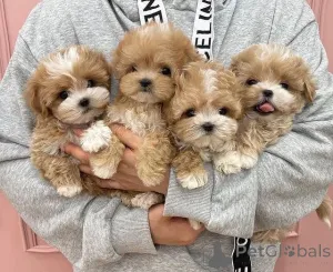 Фото №1. мальтипу - купить в Нью-Йорке за Бесплатно. Объявление №146689