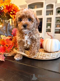 Фото №1. лабрадудль - купить в Бертранж за 60299₽. Объявление №157471