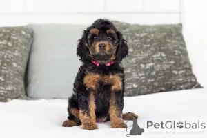 Фото №1. лабрадудль - купить в Беда за договорная. Объявление №155592