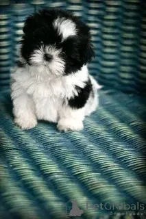 Фото №3. Shih tzu Welpen Zur усыновление.  Германия