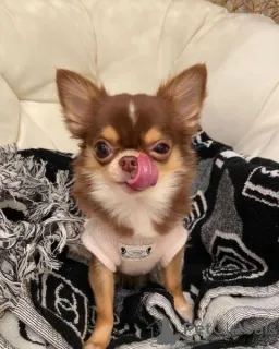 Фото №2 к объявлению №160996 о продаже чихуахуа - купить в Австрии частное объявление