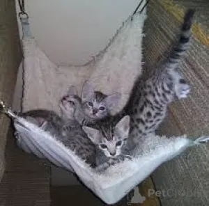 Фото №2 к объявлению №165510 о продаже египетский мау - купить в Франции частное объявление, из приюта, заводчик