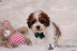 Фото №3. Kc reg mini pololes только 1 мальчик 1 девушка осталась.  Великобритания