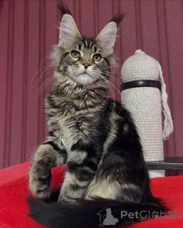 Дополнительные фото: Мейн-кун