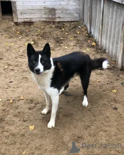 Фото №4. Продажа карельскую медвежью собаку в Ниже частное объявление - цена 49427₽