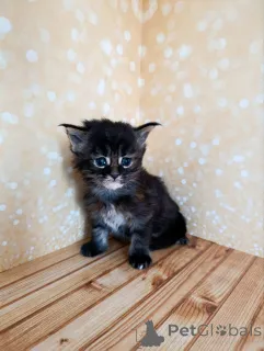 Фото №2 к объявлению №162473 о продаже мейн-кун - купить в России из питомника