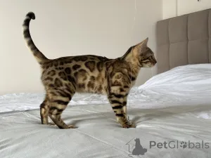 Дополнительные фото: Бенгальская кошка