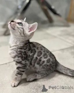 Фото №2 к объявлению №152551 о продаже бенгальская - купить в Германии частное объявление