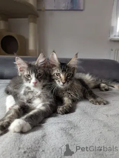 Фото №1. менуэт короткошерстная - купить в Хаген за 32468₽. Объявление №148355