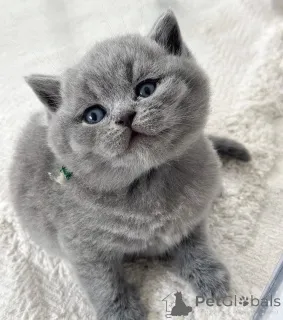 Фото №3. Британский короткошерстный котенок доступен для усыновления. Греция