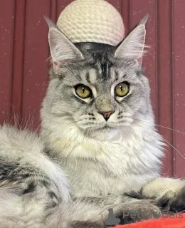 Дополнительные фото: Мейн-кун