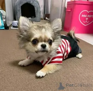 Фото №2 к объявлению №165318 о продаже чихуахуа - купить в Финляндии частное объявление, заводчик