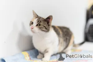 Фото №4. Продам  в Химках из приюта - цена Бесплатно