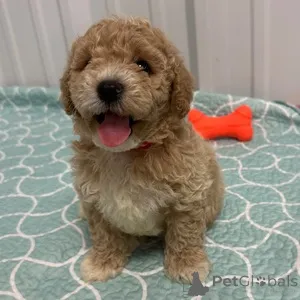 Фото №1. беспородная - купить в Baierbrunn за 32468₽. Объявление №151479