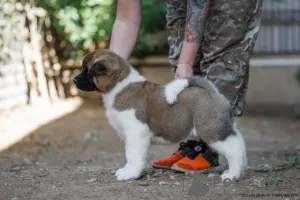 Фото №4. Продажа американскую акиту в Москве реке из питомника, заводчик - цена договорная