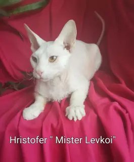 Фото №3. " Mister Levkoi".подростки дон сфинкса ,д.р.24 07.18.мальчишки.. Беларусь