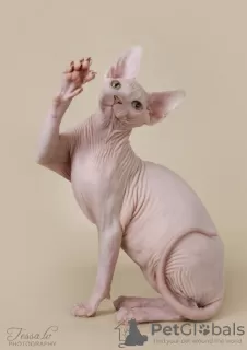 Дополнительные фото: Сanadian sphynx